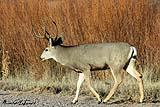Mule Deer BdA Dec 2022